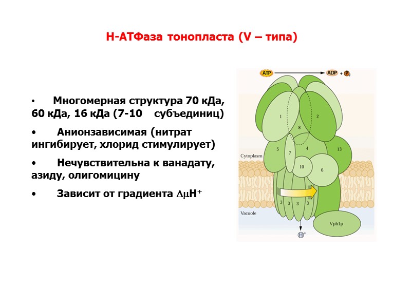 Многомерная структура 70 кДа, 60 кДа, 16 кДа (7-10    субъединиц) 